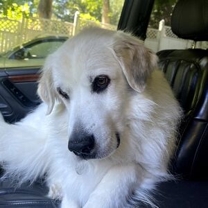 Meet your Posher, Kat